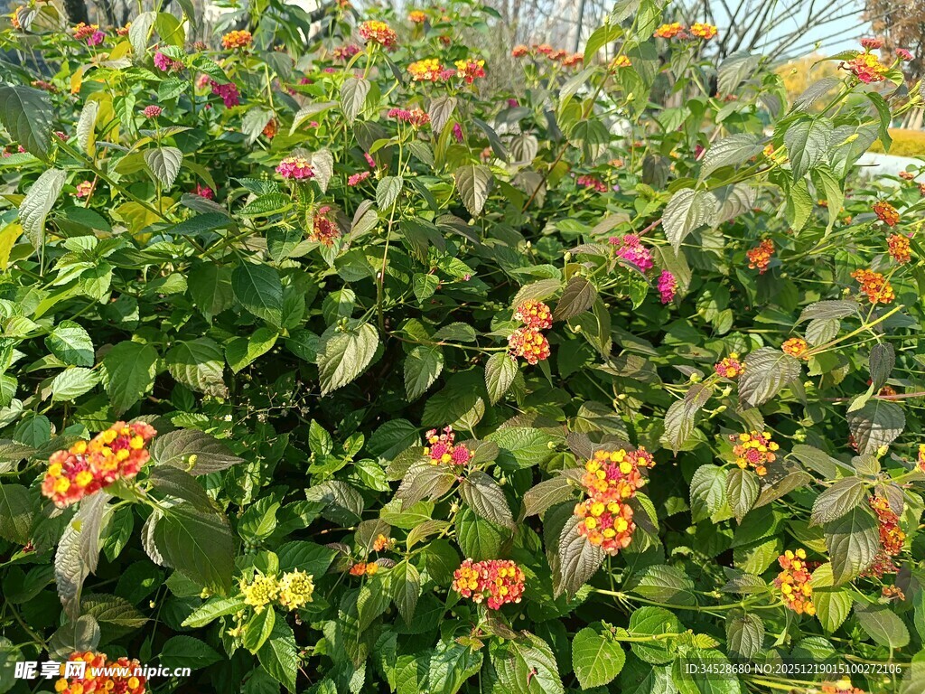 繁茂花丛中的多彩小花