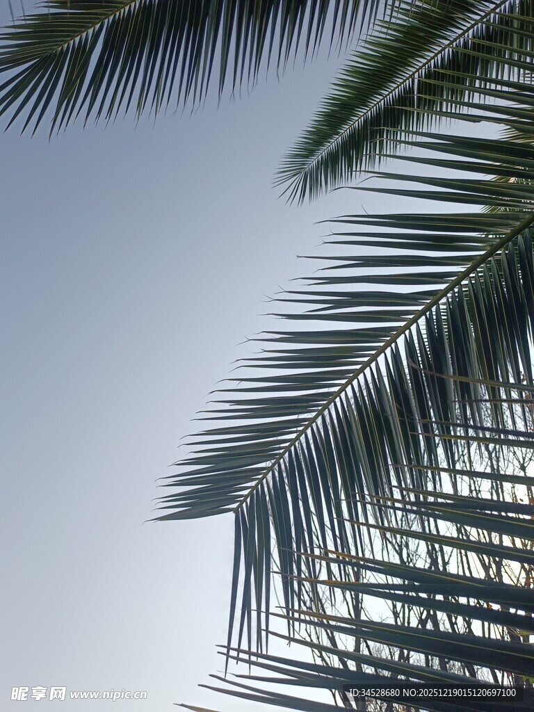 仰拍的棕榈树叶