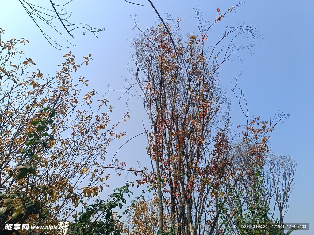 秋日枯树与蓝天景象