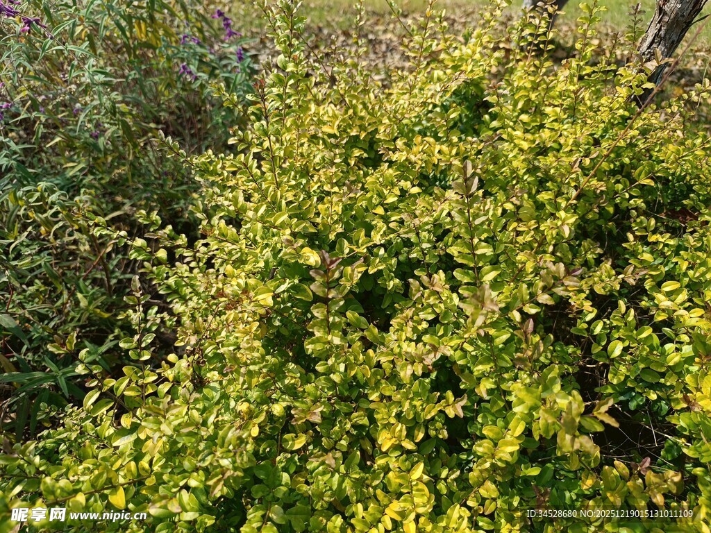 金黄繁茂灌木丛