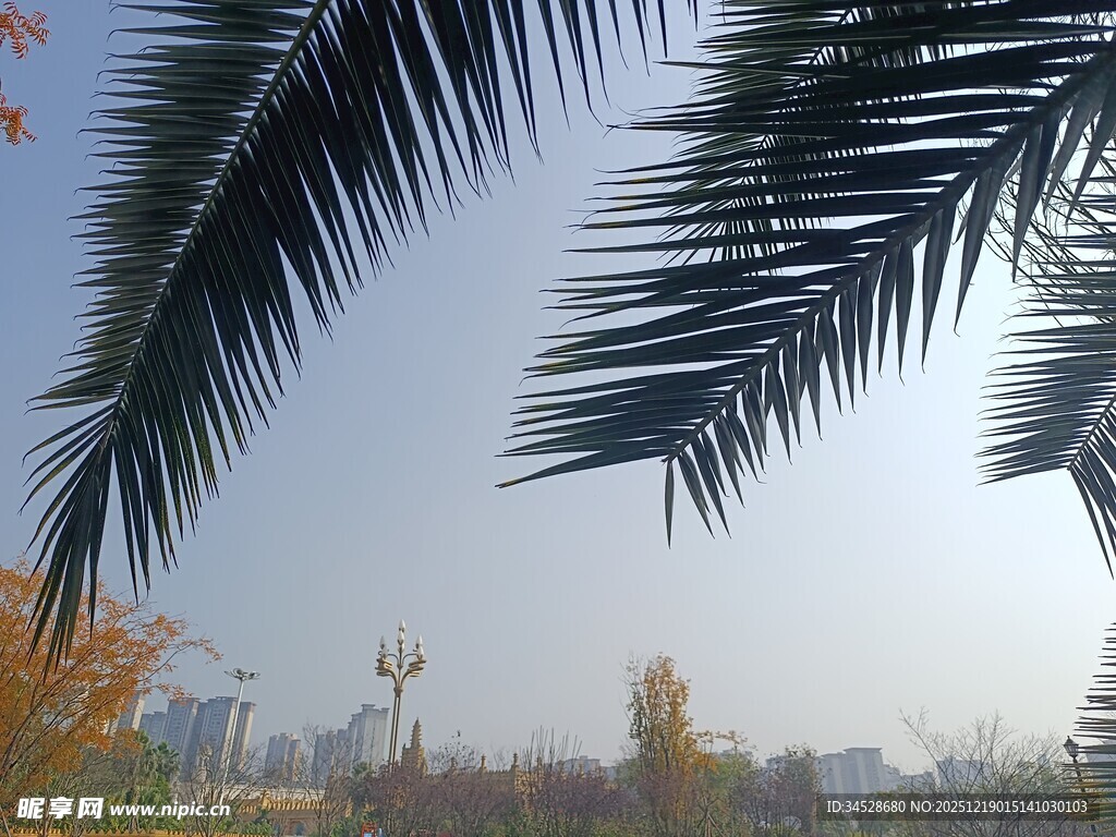 棕榈叶下的秋日城市景致