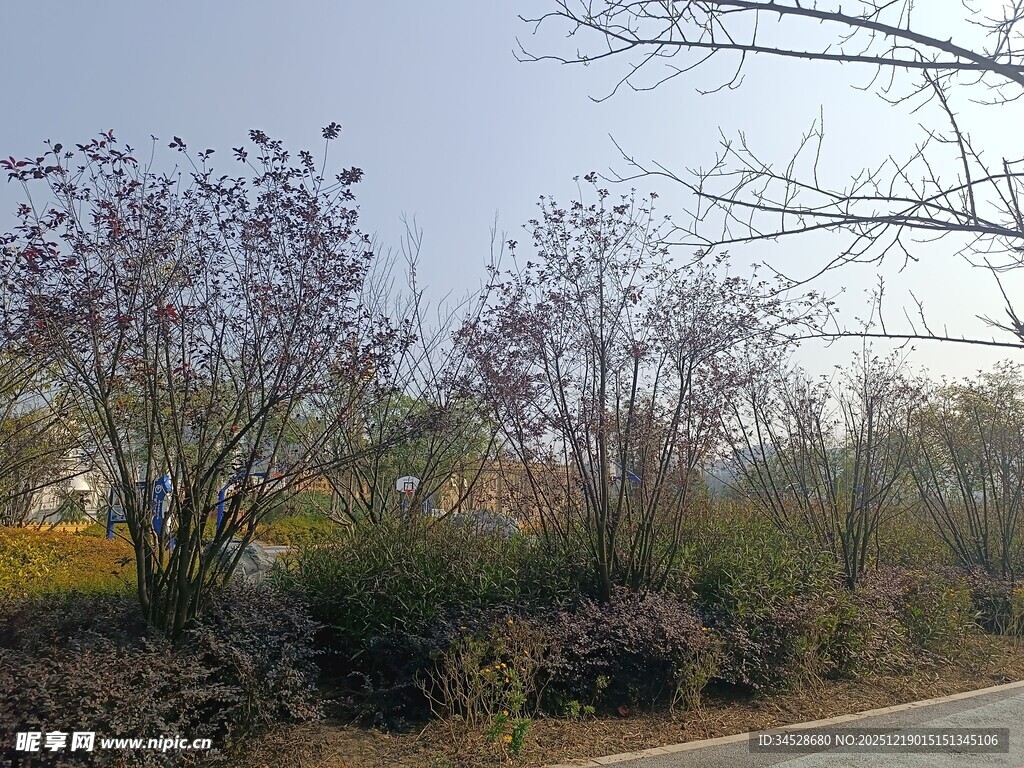 路边绽放的繁茂花枝