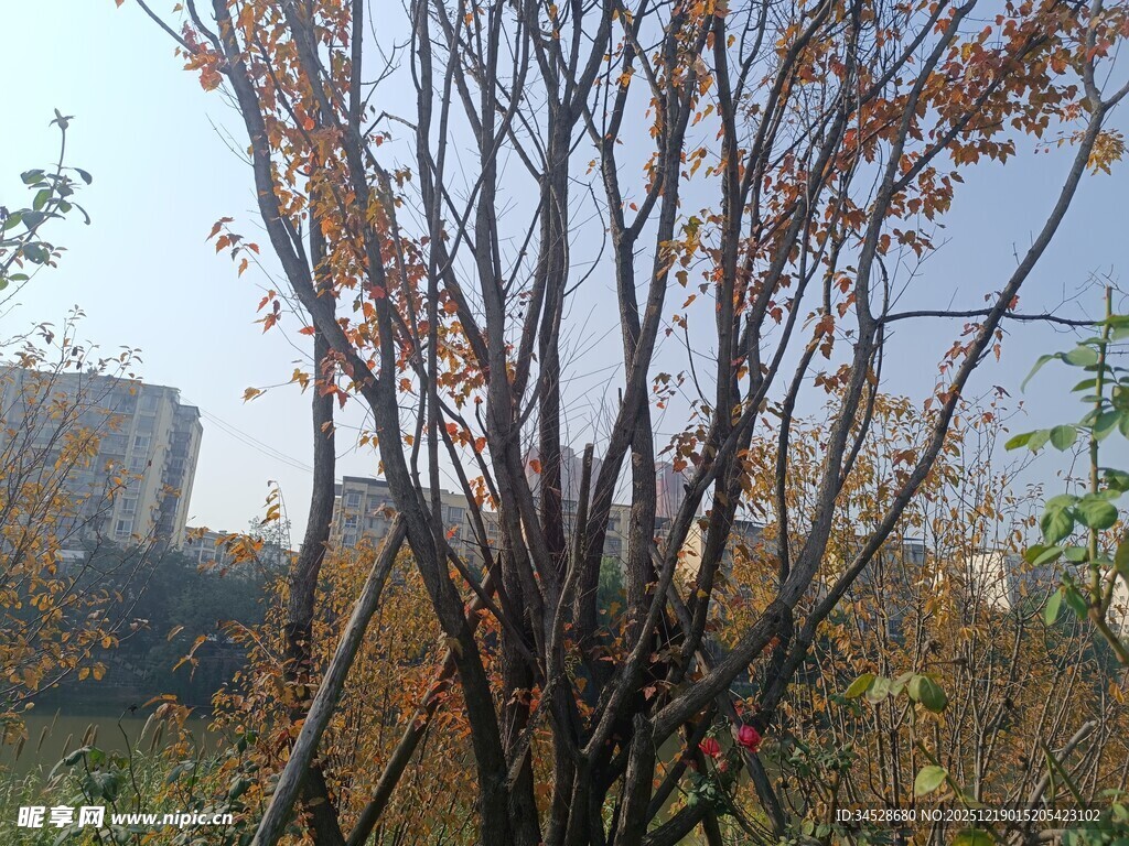 秋日枯树与远处建筑景观