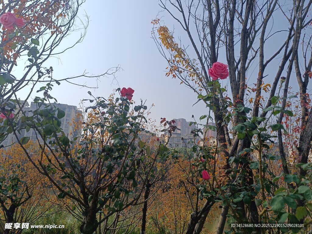秋日繁花点缀林间树木