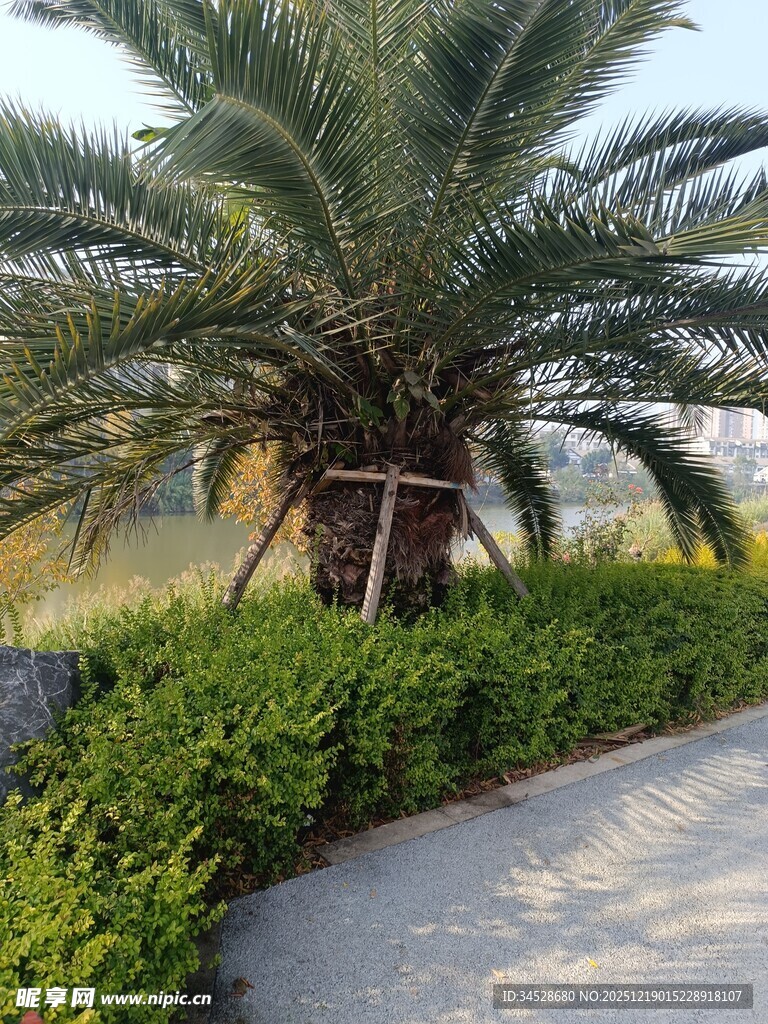 路边的棕榈树与绿植