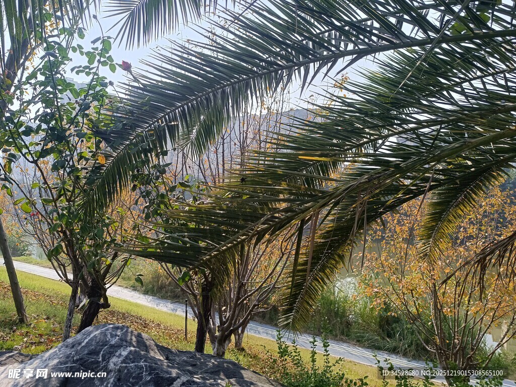 户外的棕榈树景观