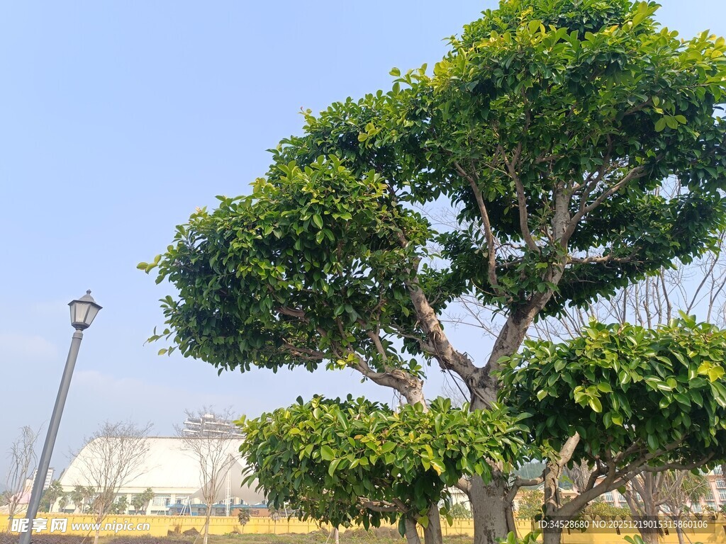 户外造型独特的景观树