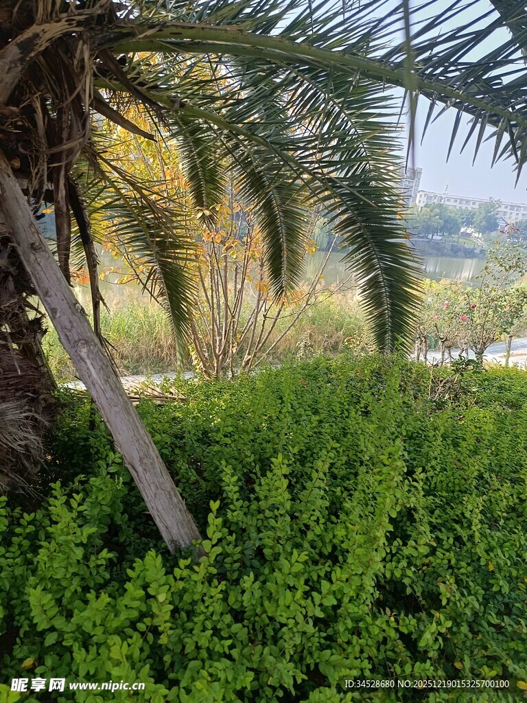 棕榈树下的翠绿植物景观