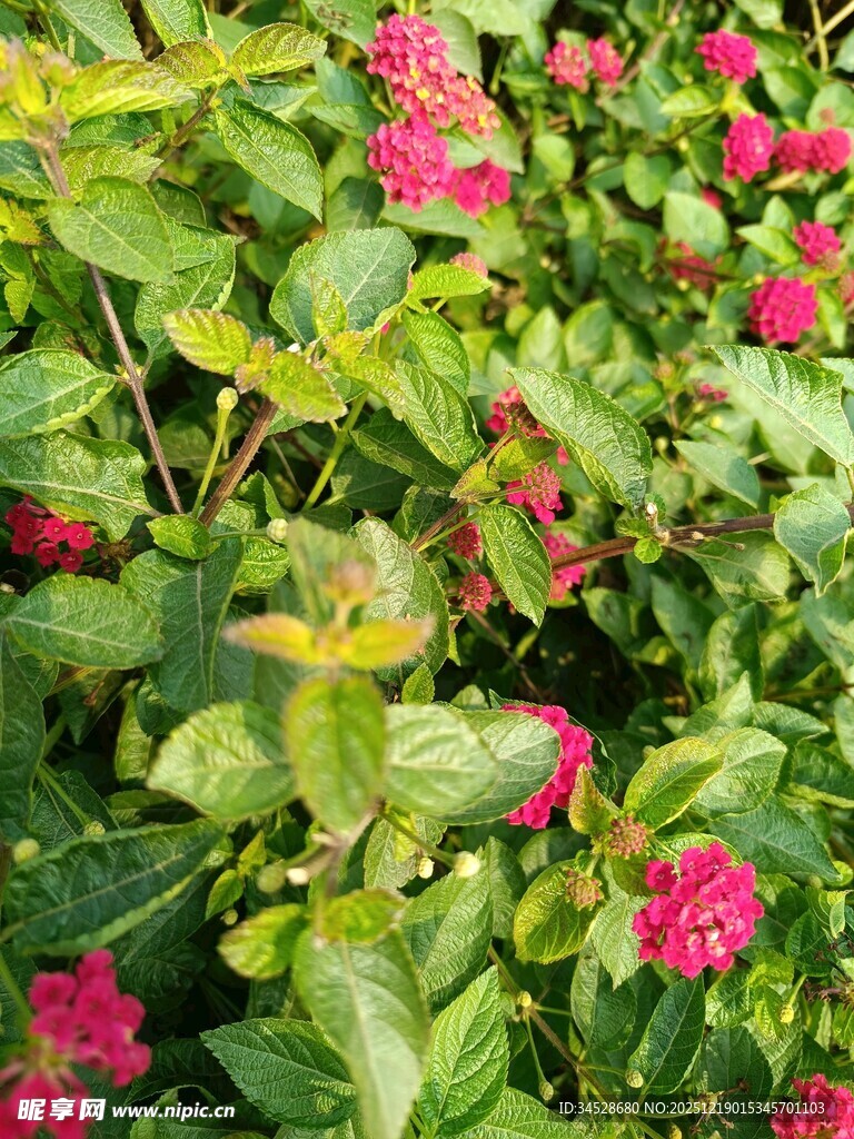 鲜艳花丛中的多彩花卉