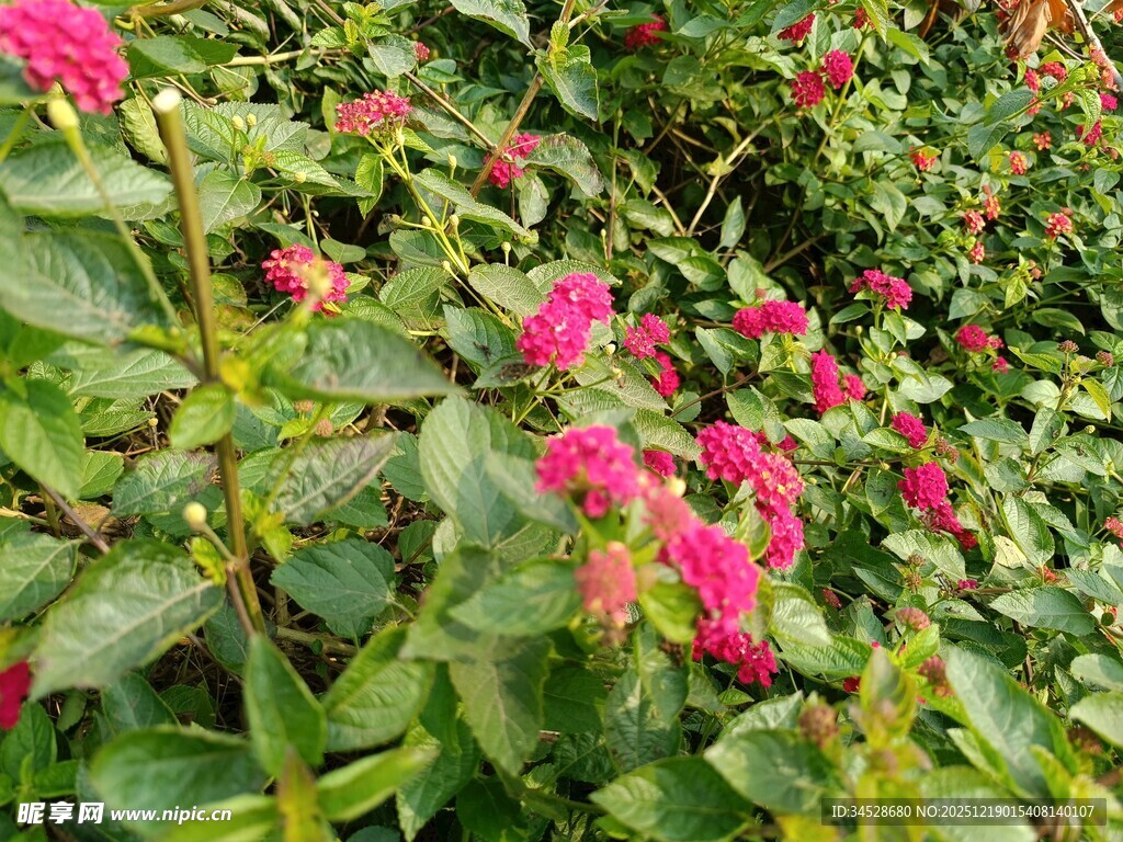 鲜艳玫红花朵绽放绿叶间