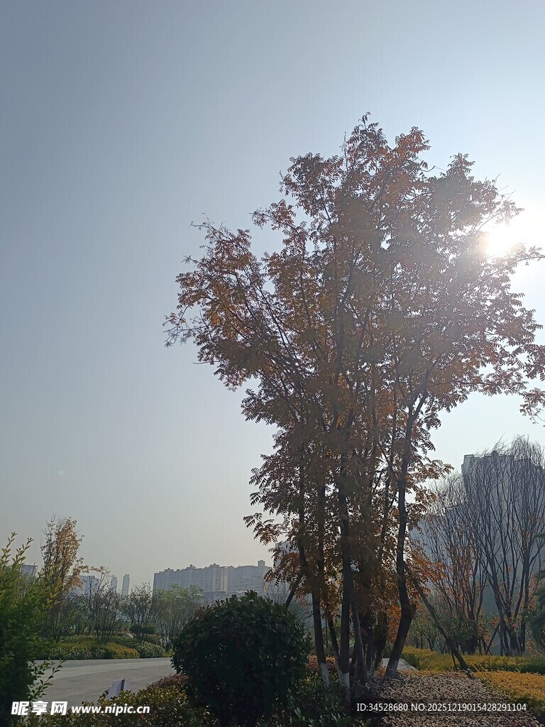 阳光下的树木与城市远景