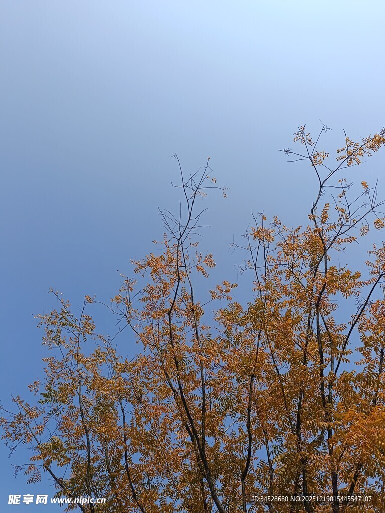 蓝天映衬下的金黄树木