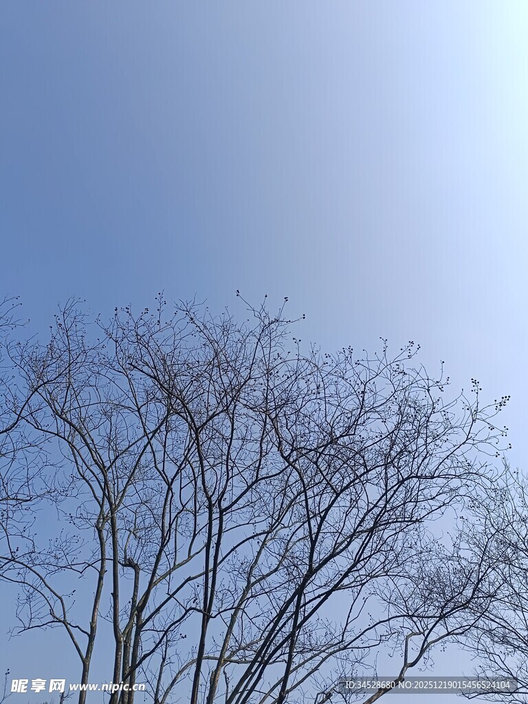 蓝天映衬下的光秃树木