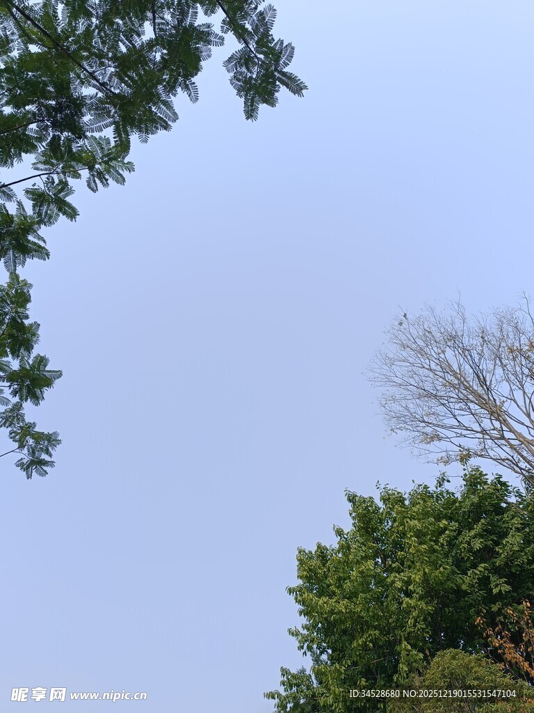 仰视绿树蓝天景致