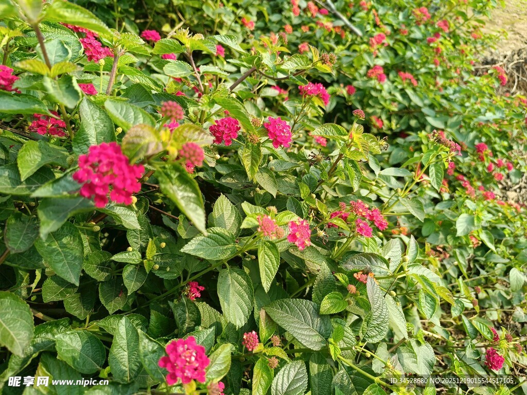 鲜艳花丛绽放美丽色彩