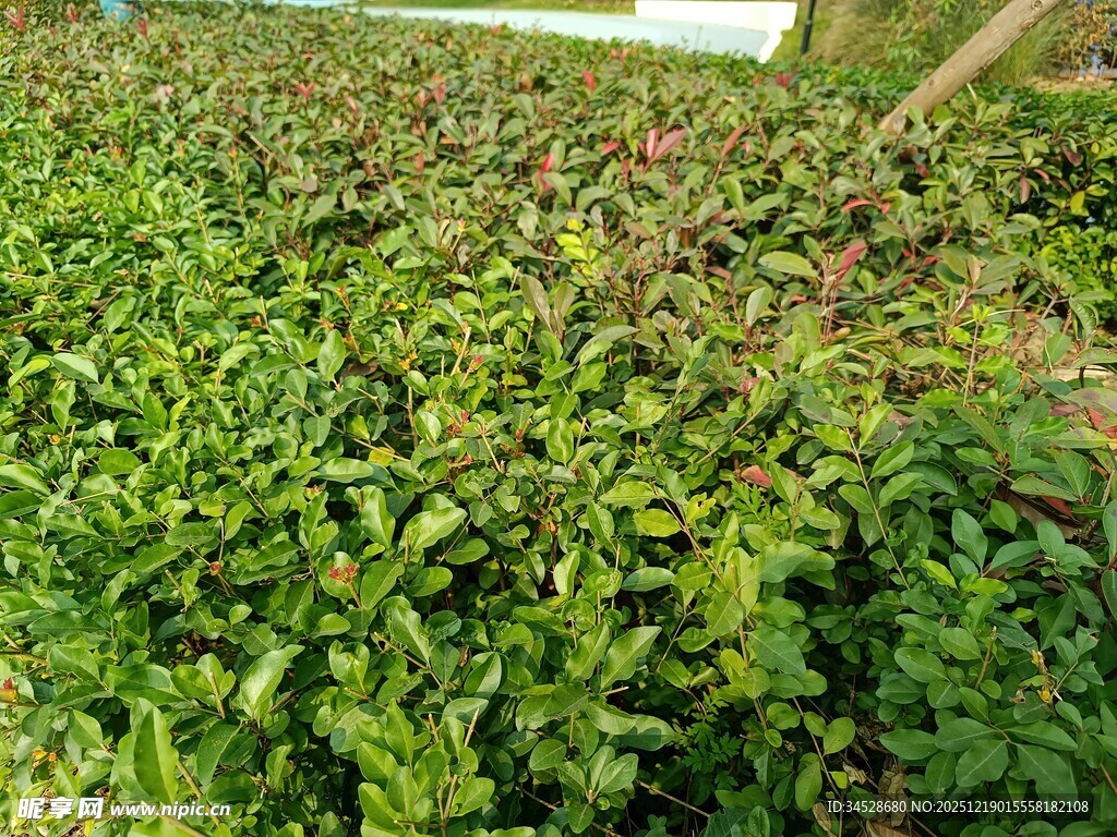 绿意盎然的植物培育场景
