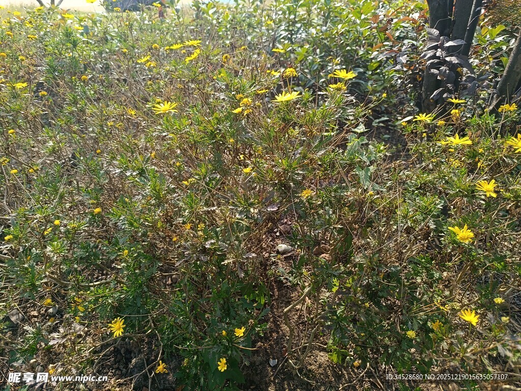 野外黄色小花丛景观