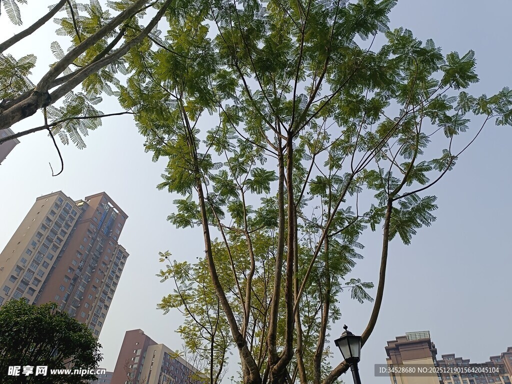 城市中挺拔的绿树