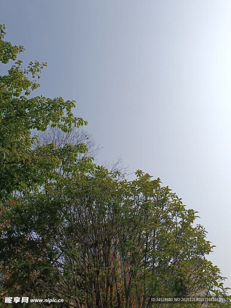 绿树蓝天自然景致