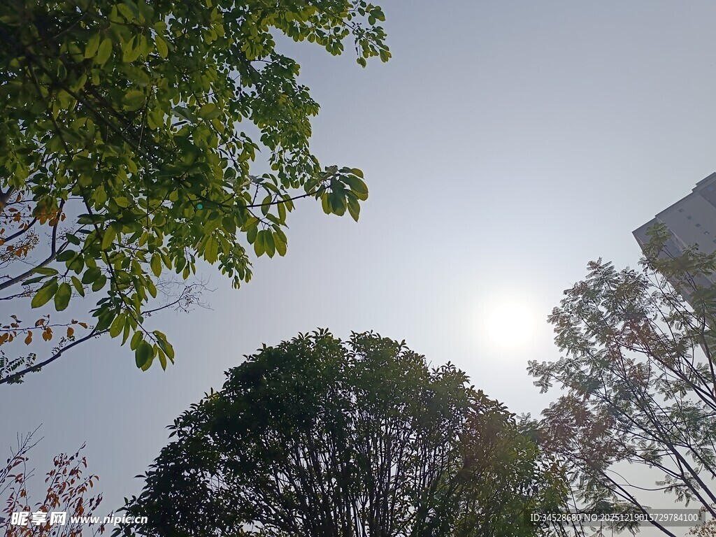 阳光下的绿树与蓝天