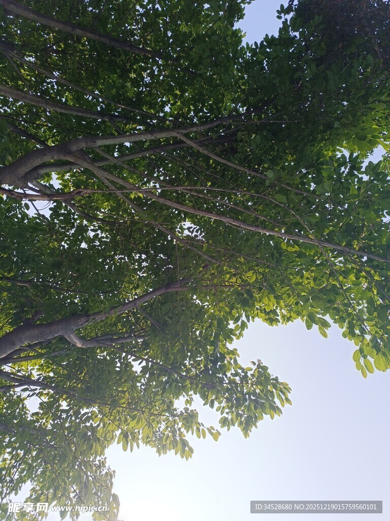 仰视繁茂绿树与晴朗天空