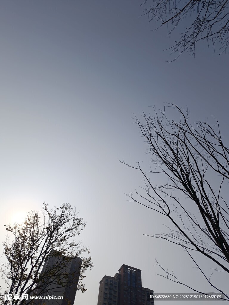 冬日城市树梢间的暖阳