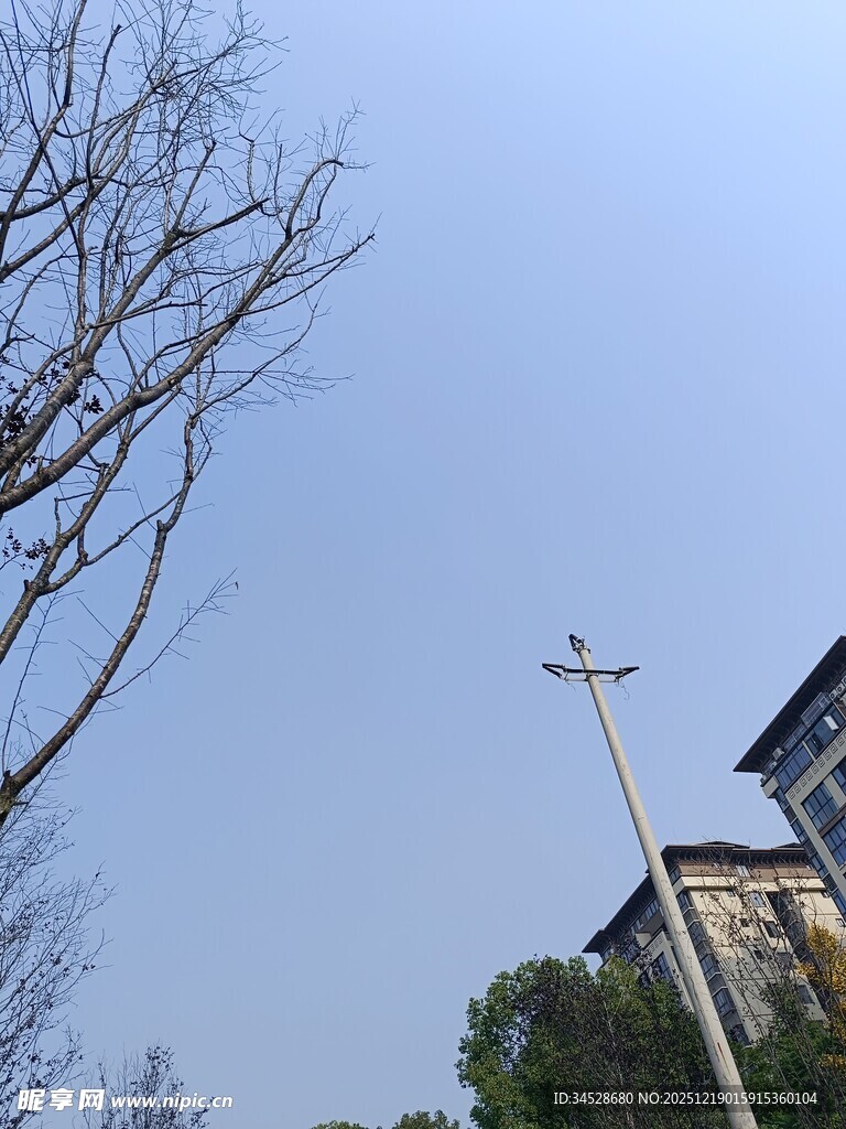 户外路灯与树木景象