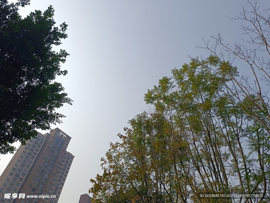 高楼旁的绿树蓝天景象