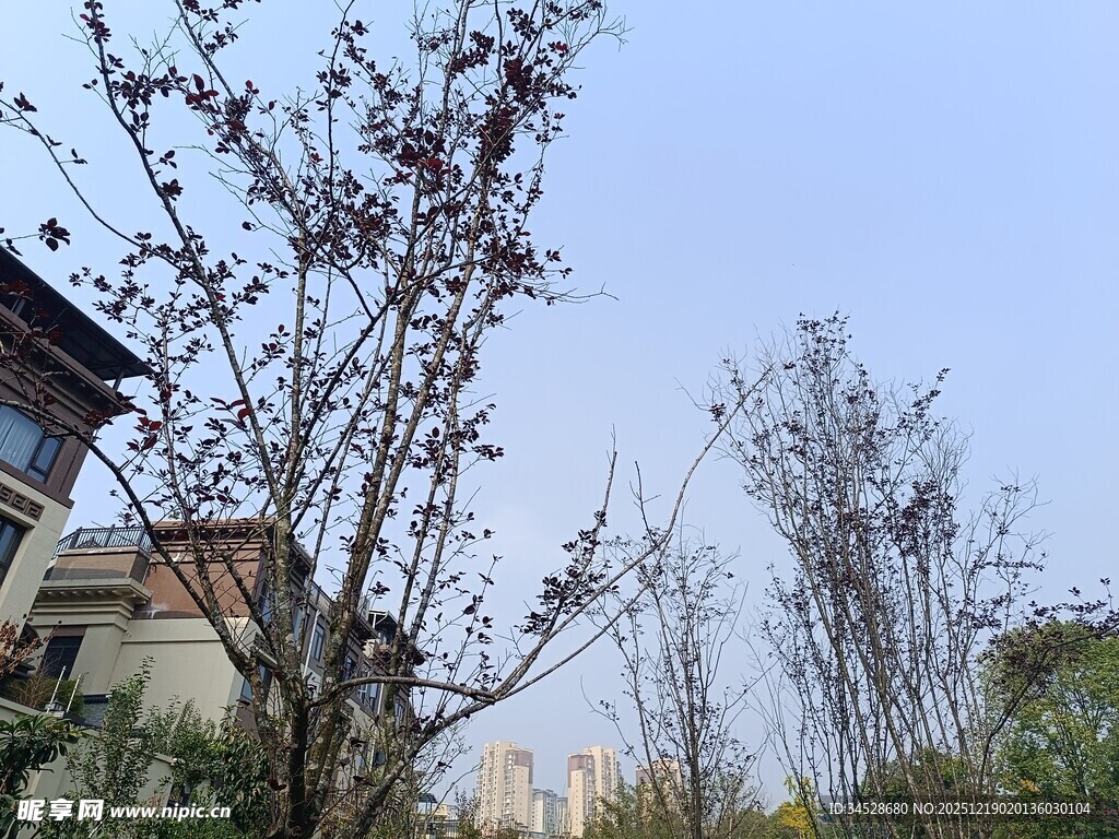 城郊树木与房屋景致