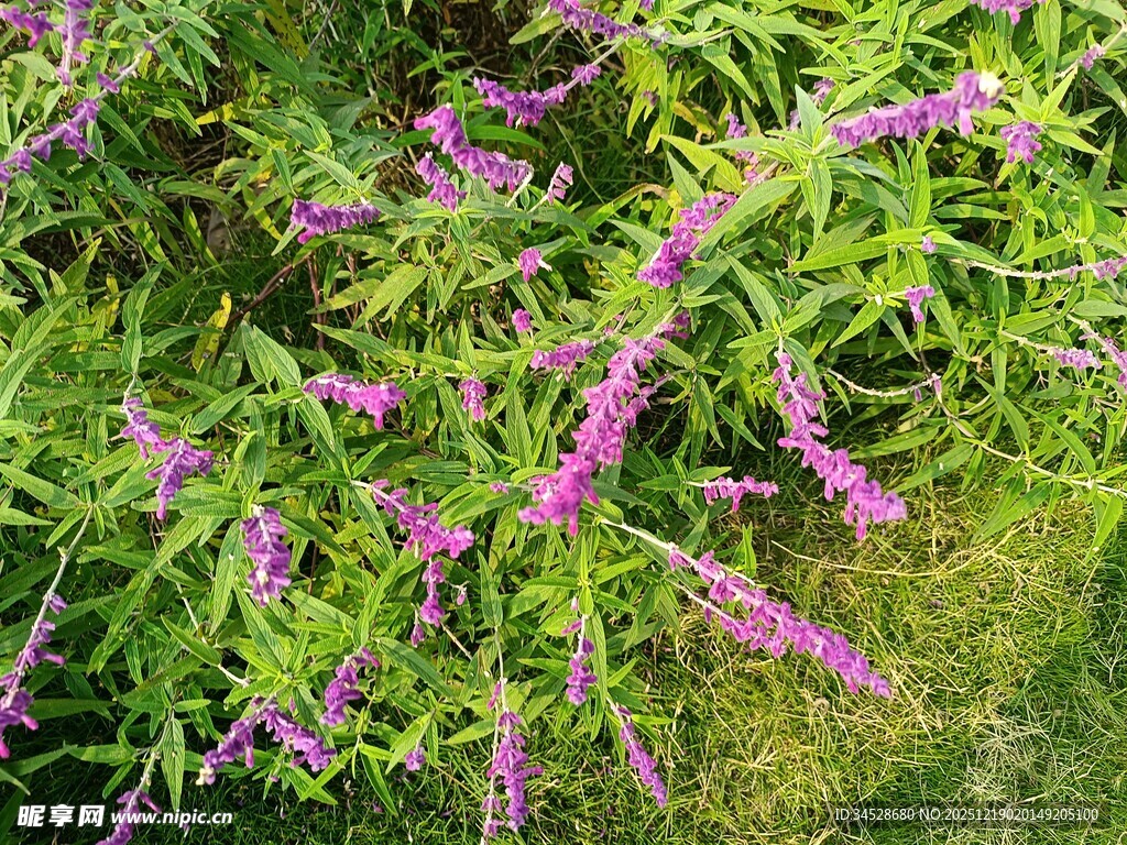 紫色花卉绽放于绿叶间