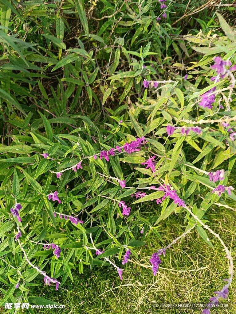 紫色野花绽放于绿意间