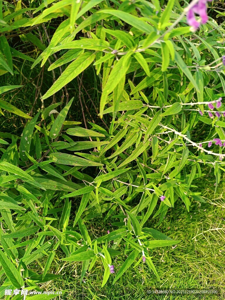 翠绿植物间的紫色小花