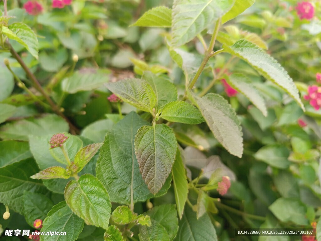 绿叶间的粉嫩小花