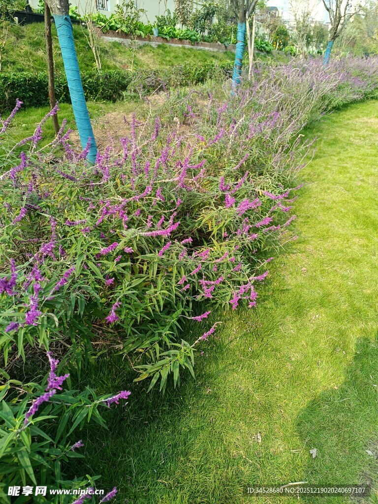 花园中繁茂的紫色花卉景观