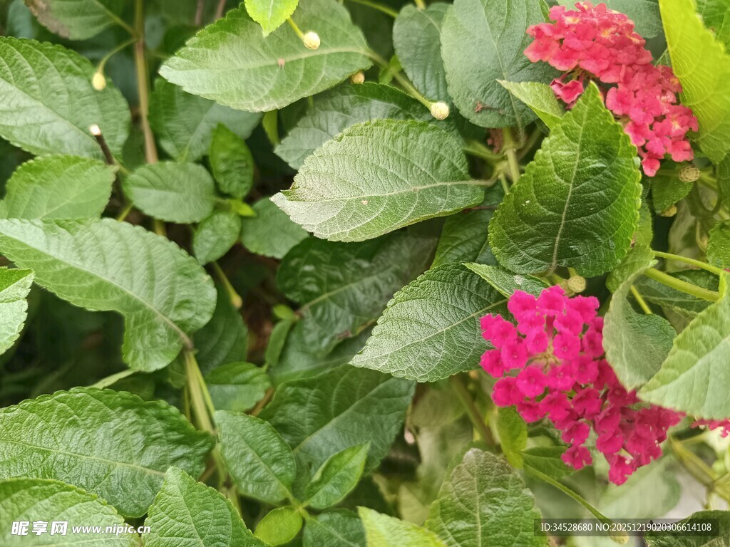 绿叶丛中绽放的艳丽花朵