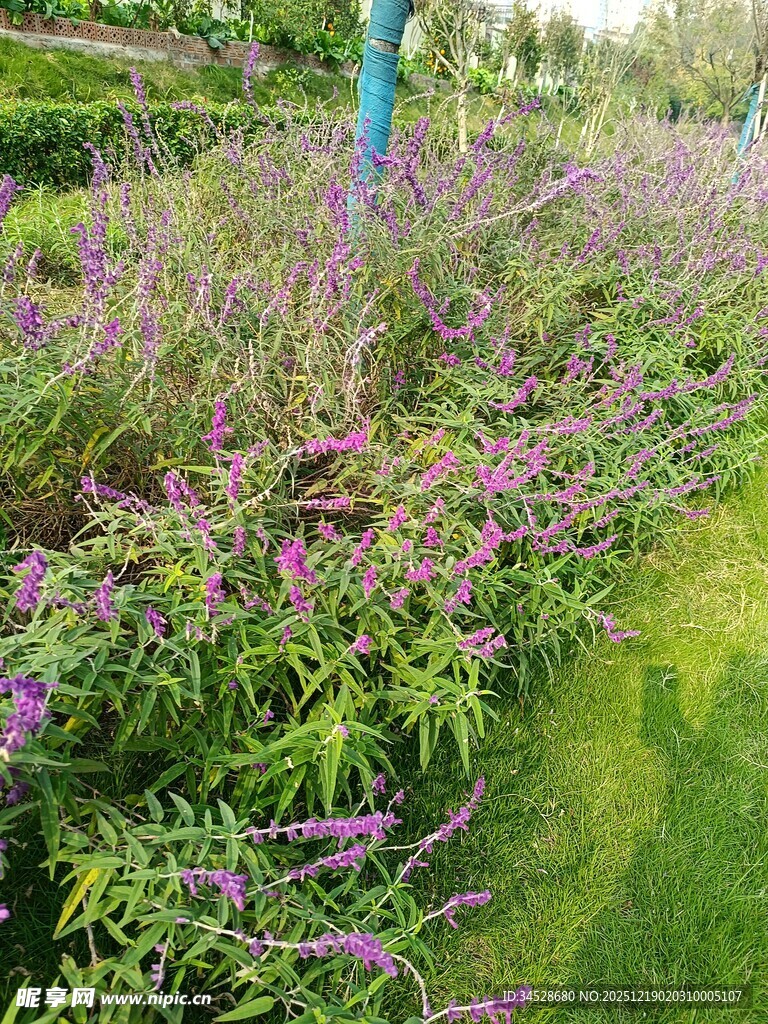 紫色花卉装点的绿意景观