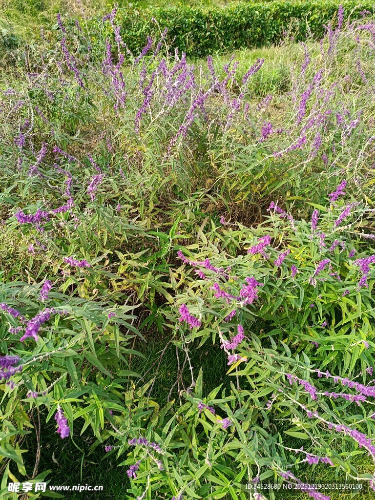 紫色花卉绿植景观