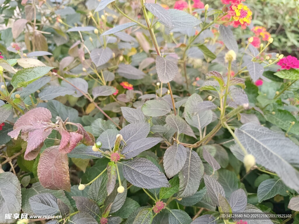 多彩叶片植物景观