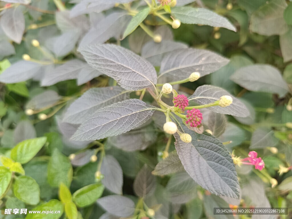 绿叶间的多彩果实