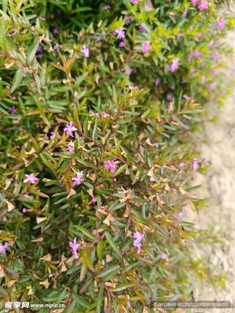 绿叶间绽放的紫色小花