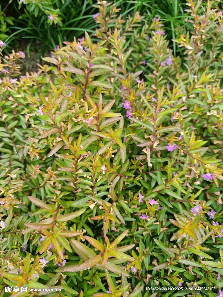 繁茂绿植中的紫色小花