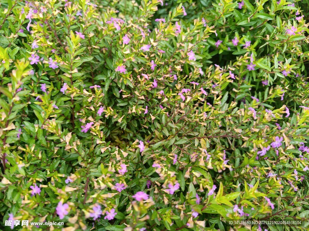 繁茂花丛中的紫色小花