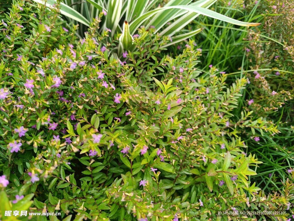 繁茂绿植中的紫色小花