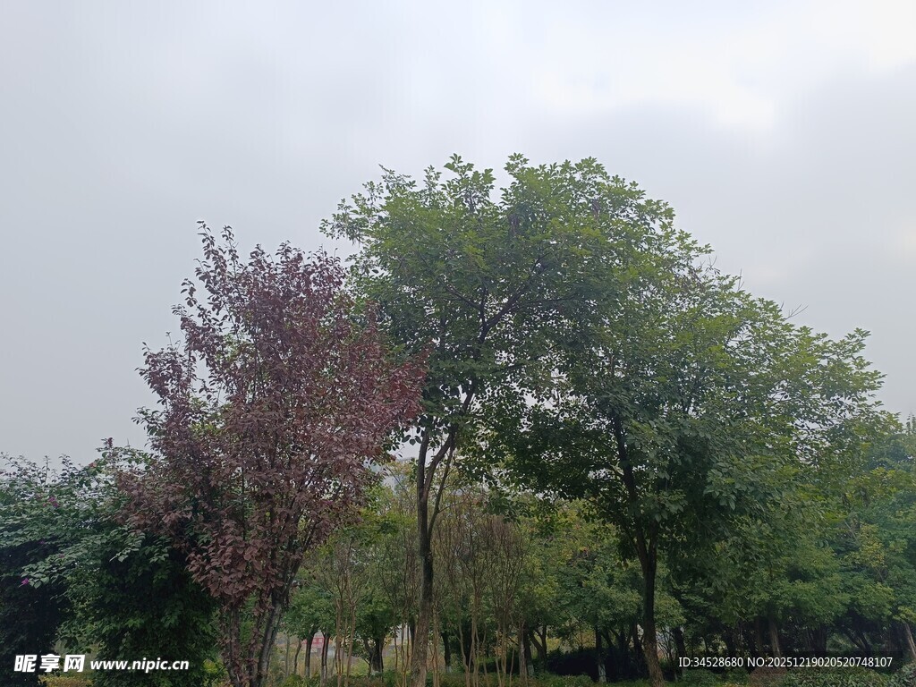 户外多彩树木景观