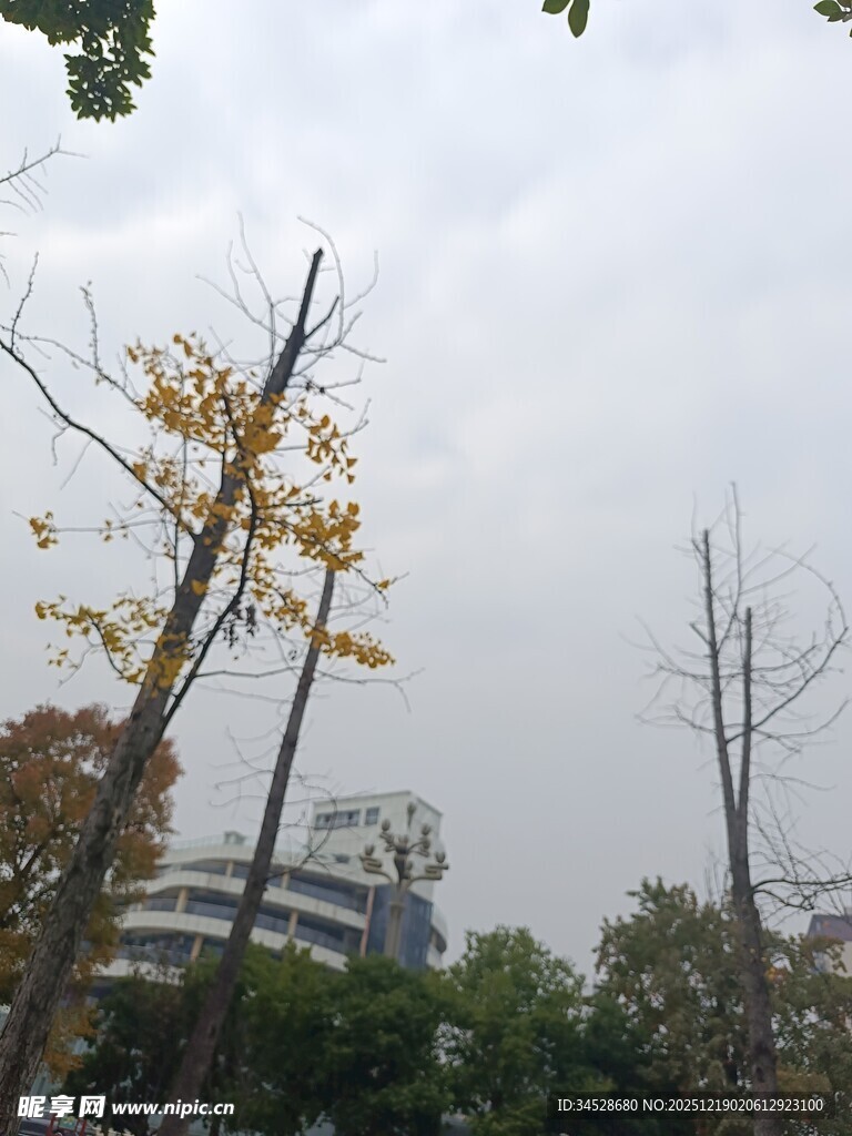 秋日萧瑟树木景观