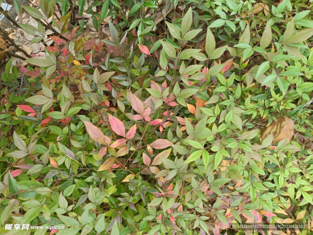 多彩树叶的自然景致