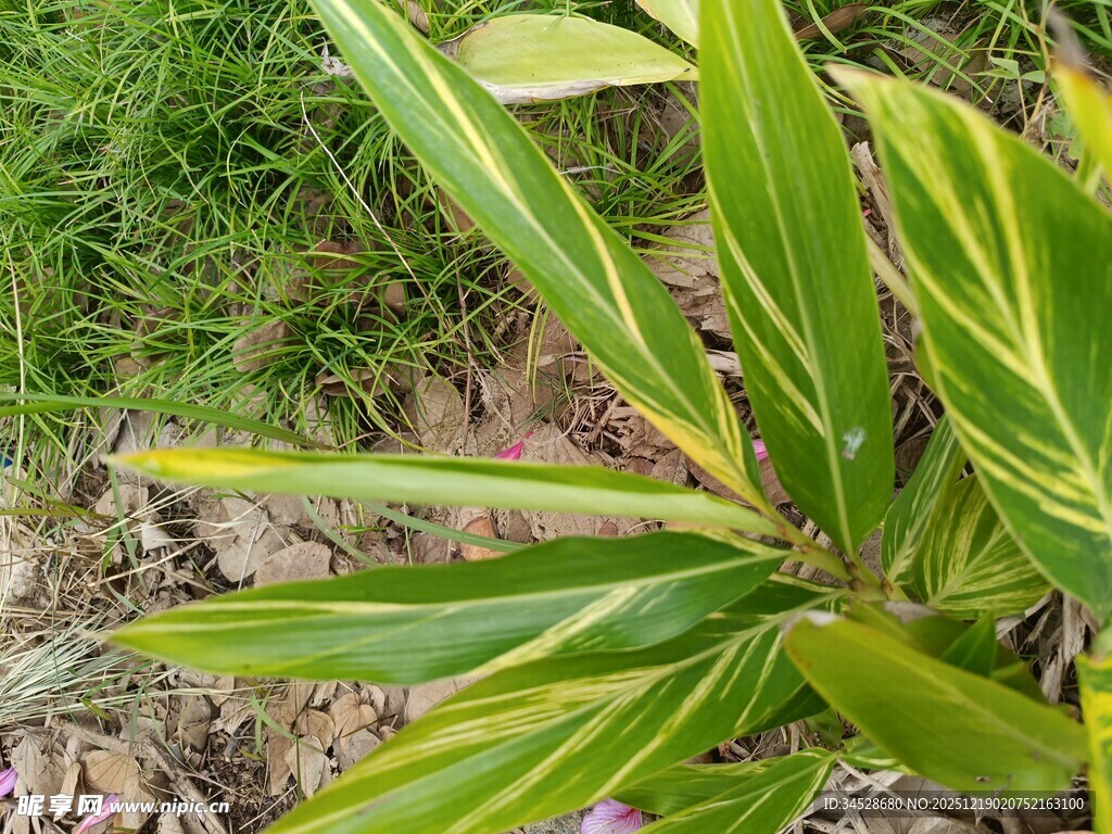 黄绿条纹叶片的绿植