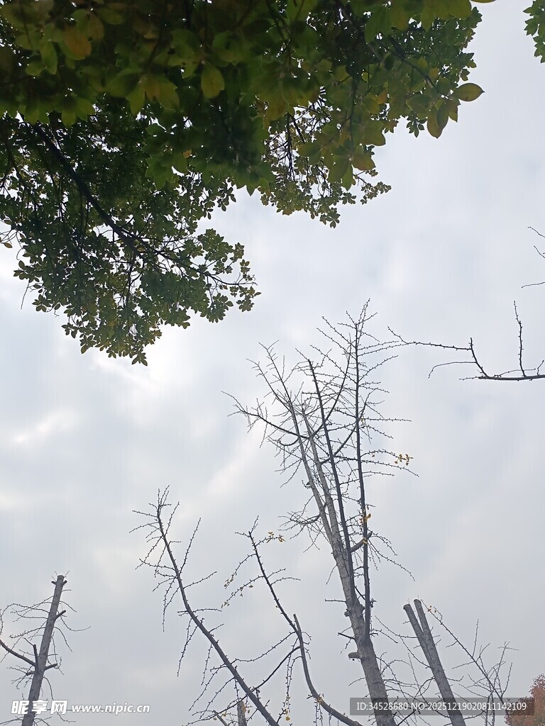 枯树与上方绿叶对比景象