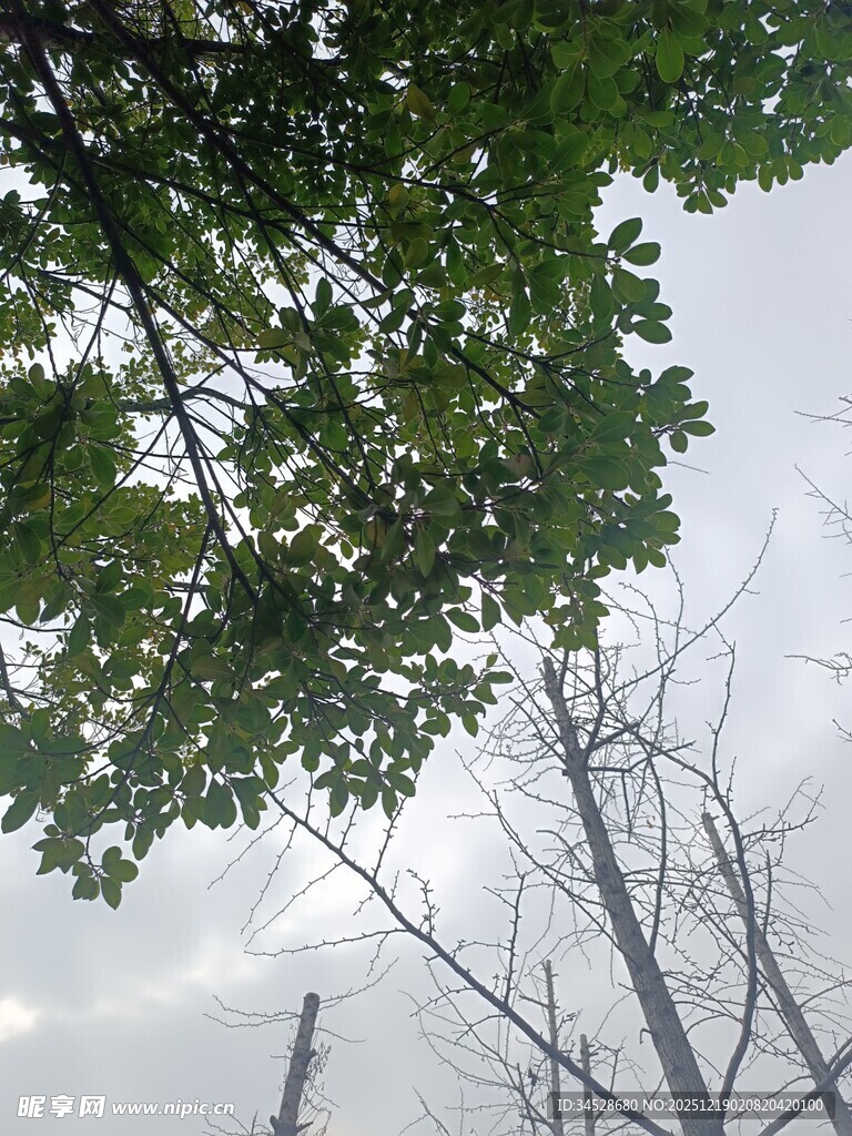 仰视繁茂绿树与光秃枝干