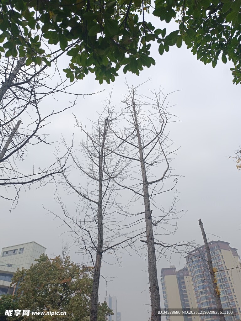 城市中光秃树木与高楼景象
